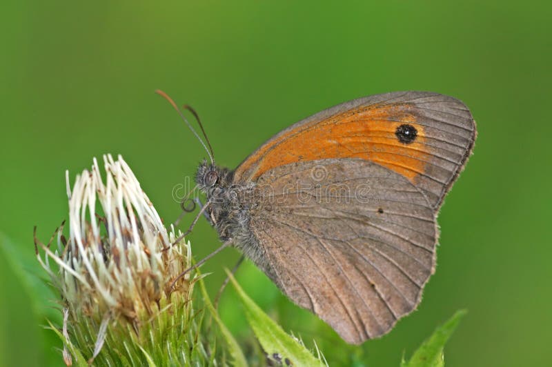 Meadow Brown