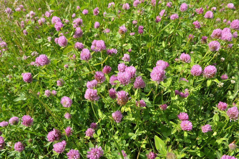 Meadow Clover (Trifolium Pratense) Grows in the Meadow among the