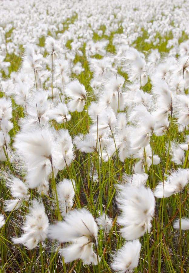 Cotton Grass stock image. Image of light, rays, beautiful 34776811