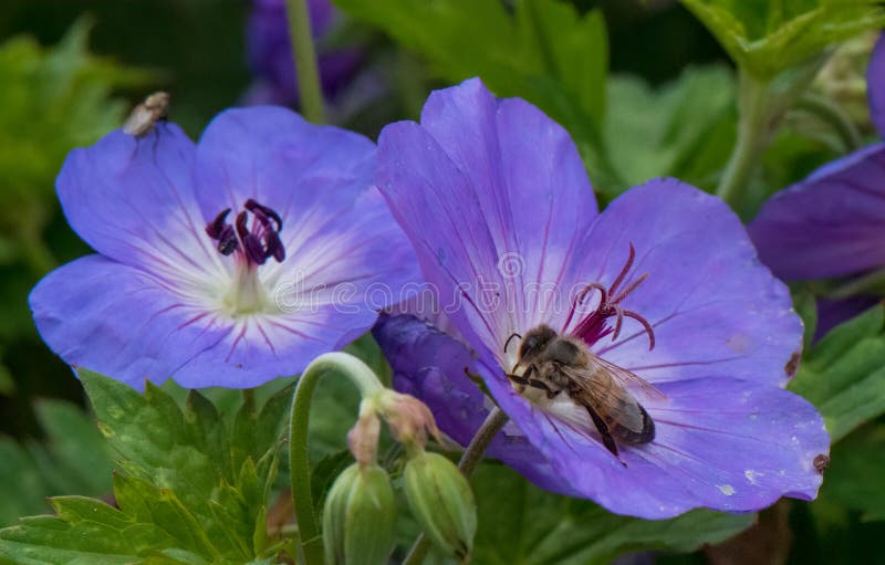 Meadow cranersquo fechou duas flores com abelha de mel