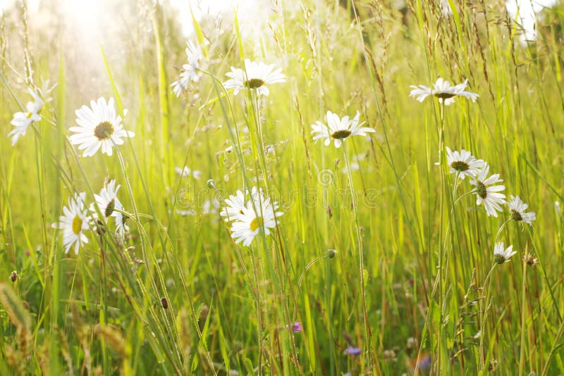 Meadow of Daisies stock image. Image of sunbeam, rays 9135393