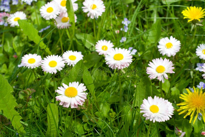 Meadow with Daisies and Dandelions Stock Photo Image of chamomile