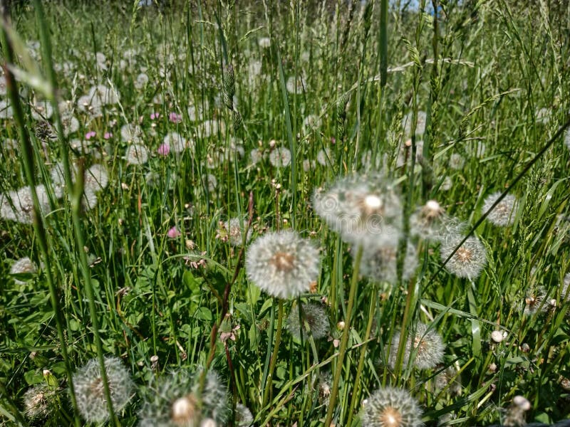 A meadow of dandelions ready to fly at the first breath of wind stock photography A meadow of dandelions ready to fly at the first breath of wind stock photography