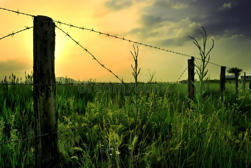 Meadow with fence