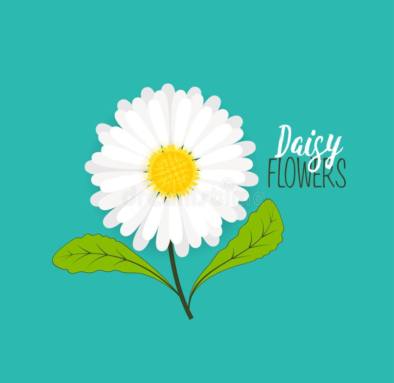 Vector illustration of daisie, meadow floral background