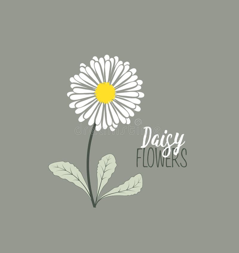 Vector illustration of daisie, meadow floral background