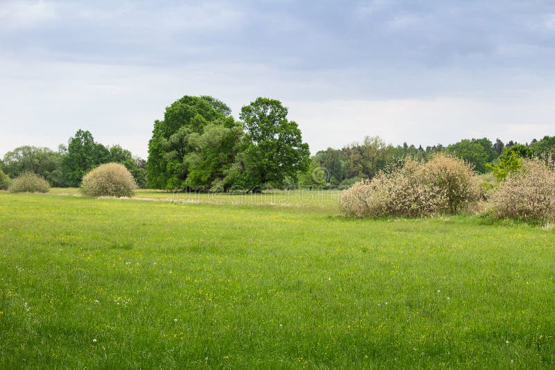 Meadow with flower big trees and blue sky. Czech landscape