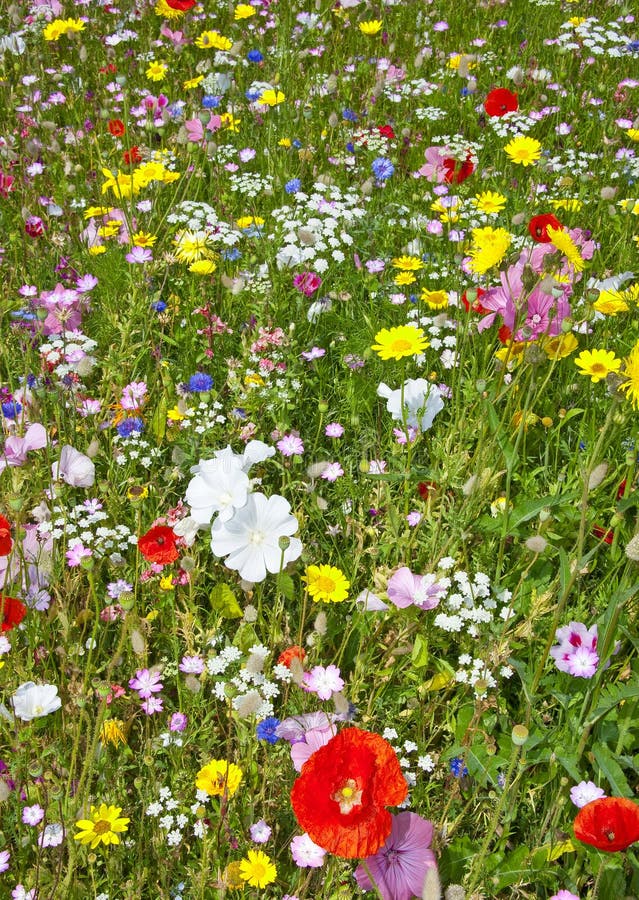 Meadow flowers stock image. Image of close, garden, green 25077123
