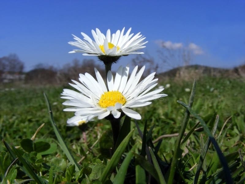 Meadow flowers