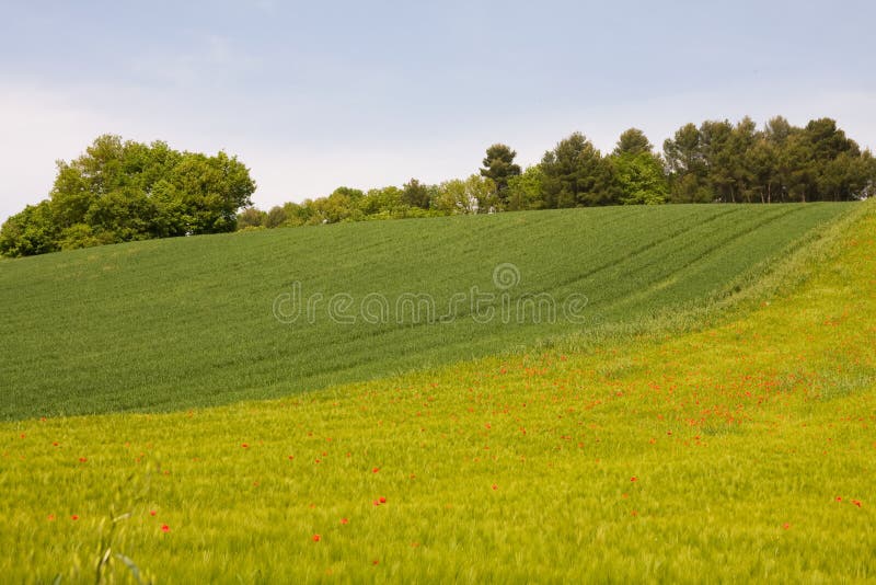 Meadow with flowers