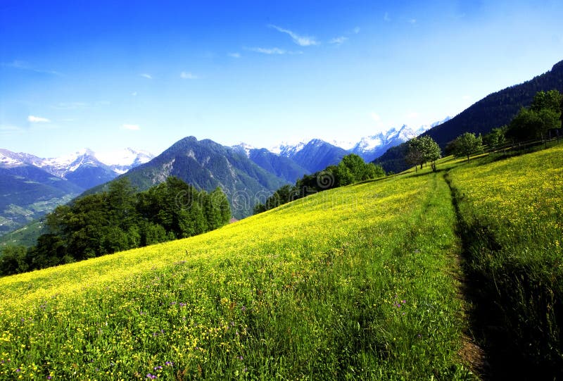 Meadow with flowers