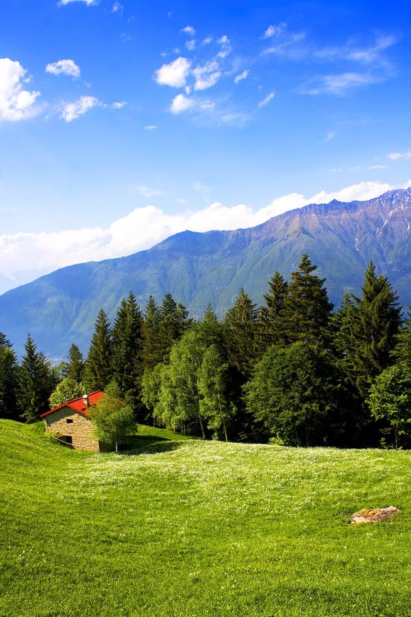 Meadow with flowers