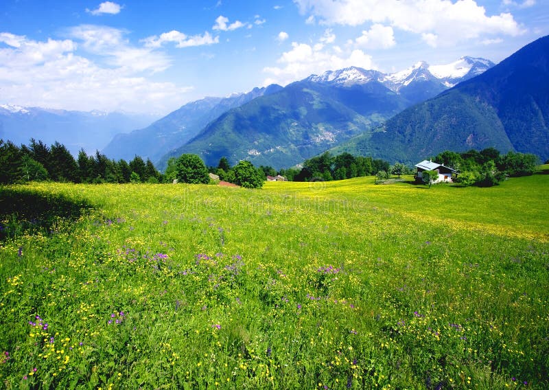 Meadow with flowers