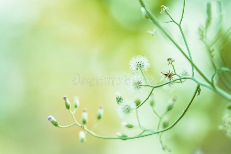 Meadow flowers, beautiful fresh morning in soft warm light. Vintage autumn landscape blurry natural background.