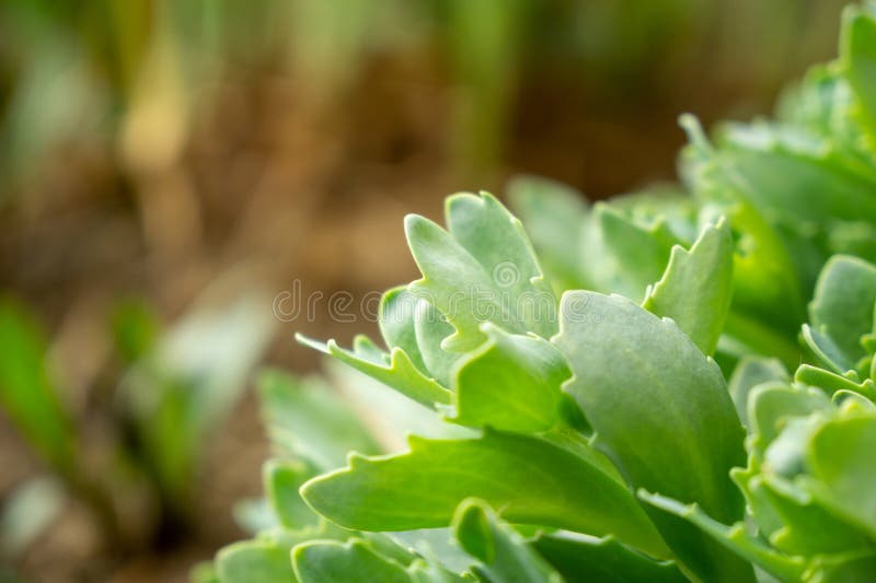 Meadow flowers - beautiful green petals, leaves and flowers in the pot the nature or garden.