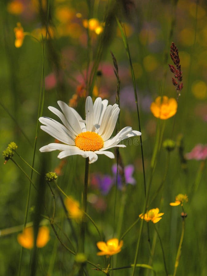 Meadow flowers in blossom. White daisy flower leav stock photography Meadow flowers in blossom. White daisy flower leav stock photography