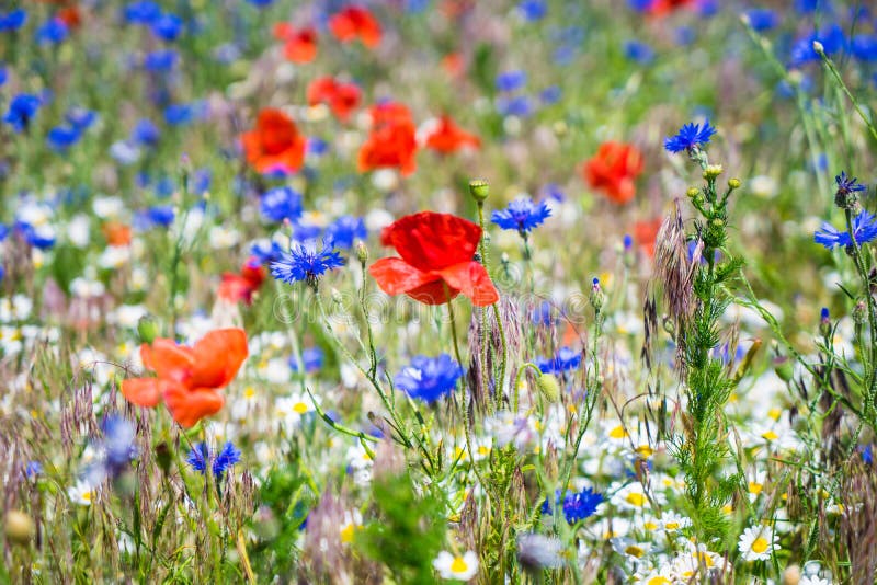 Meadow flowers, detail