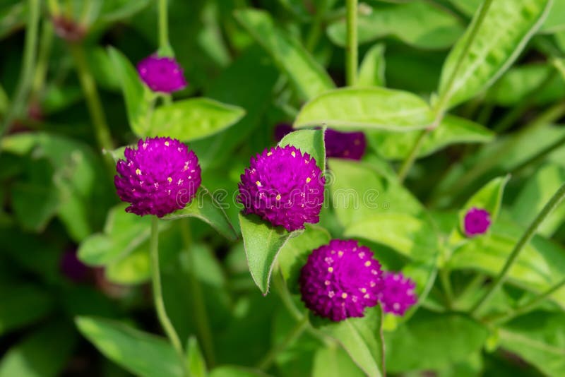 Purple Globe Amaranth Flowers in the Garden, Closeup. Stock Image