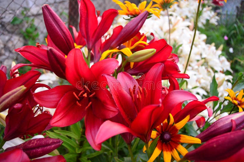 Meadow Flowers in the Midday Sun on a Summer Day Stock Image Image of