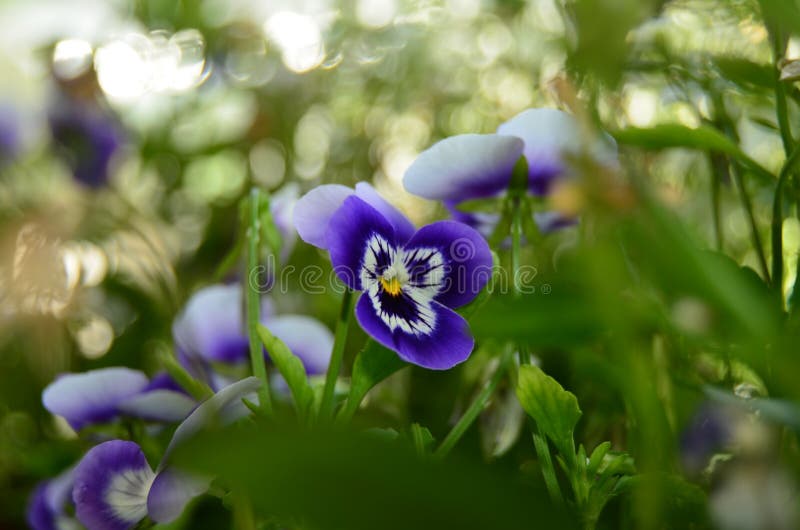 Meadow Flowers in the Midday Sun on a Summer Day Stock Image Image of
