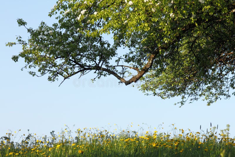 Fruit tree above flowering meadow with yellow flowers. Summery, idyllic atmosphere in spring, Bavaria, Germany. Fruit scene stock images, royalty-free photos and pictures