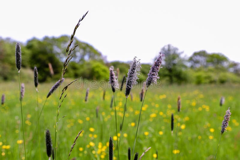 The meadow foxtail stock photo. Image of autumn, plant 59044896