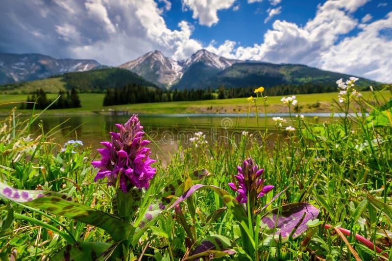 Meadow full of beautiful mountain flowers in the background of the lake and the High Tatras.