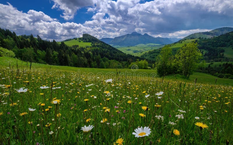 Meadow full of beautiful mountain flowers in the background of the Mala Fatra mountains.