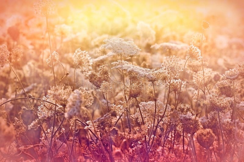 Meadow Full Of Flowers In Late Afternoon Stock Photo Image Of Focus