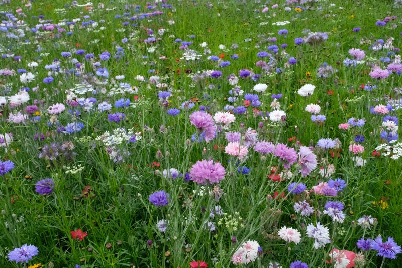 The Distant Garden Meadow-full-variety-colorful-wild-flowers-england-uk-flower-varieties-include-poppies-marigolds-kingcups-buttercups-114352989