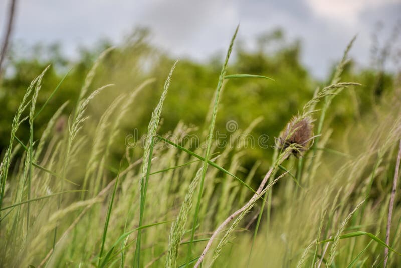 Meadow grass. Blowing wind bend blades of grass in field