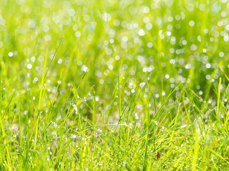 Meadow grass with dew drops in sunshine, blurred background, after rain, closeup stock photo
