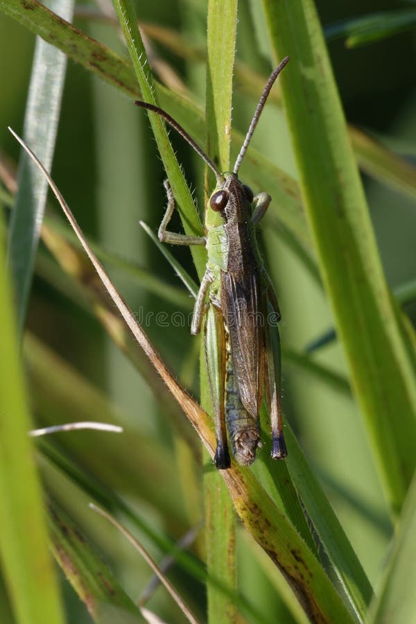 Meadow Grasshopper stock image. Image of wild, england Biology Diagrams