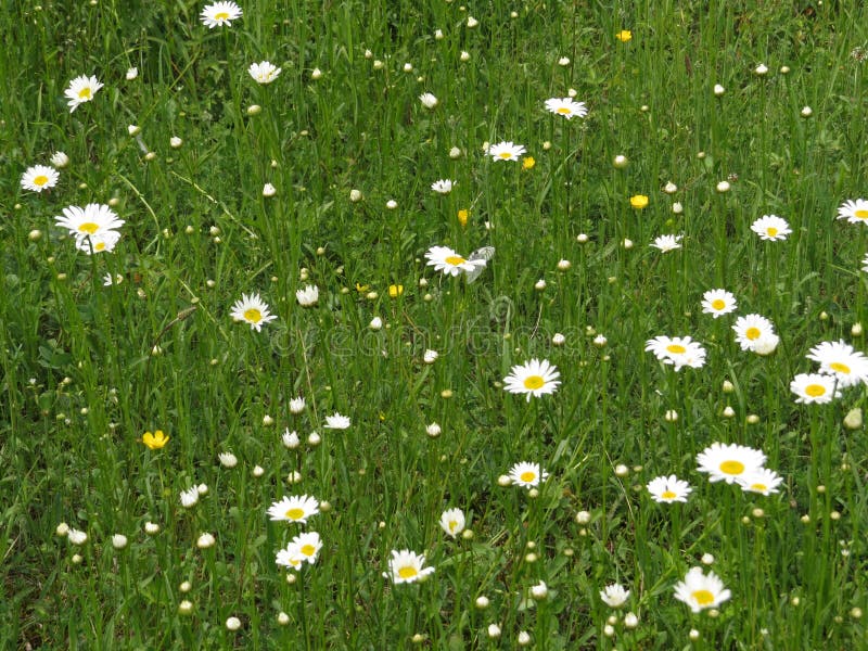 Meadow green grass and daisy moonflowers in spring with the calmness and relation with nature.