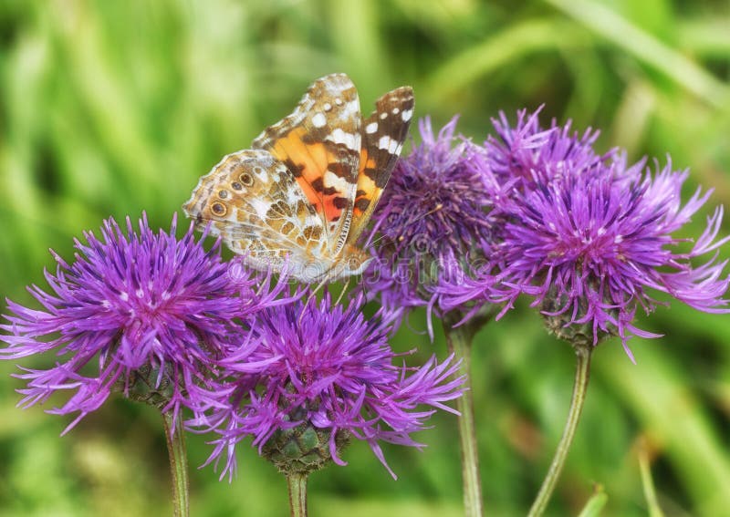 Butterfly Drinks Nectar from a Flower Stock Photo Image of orange