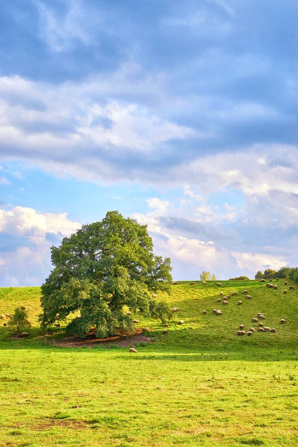 Meadow on a hill with sheep and an old tree