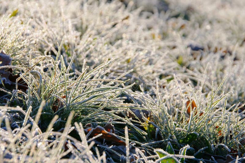 Meadow and hoarfrost