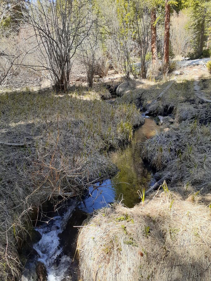 Meadow Loop Trail Medicine Bow National Forest Wyoming Stock Photo