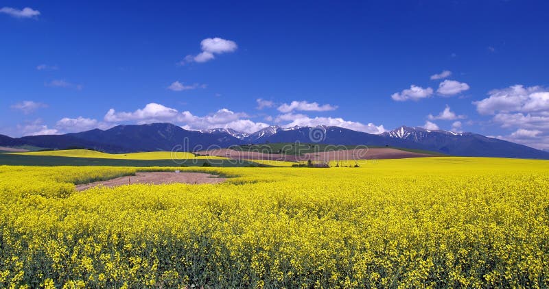 Meadow and mountains