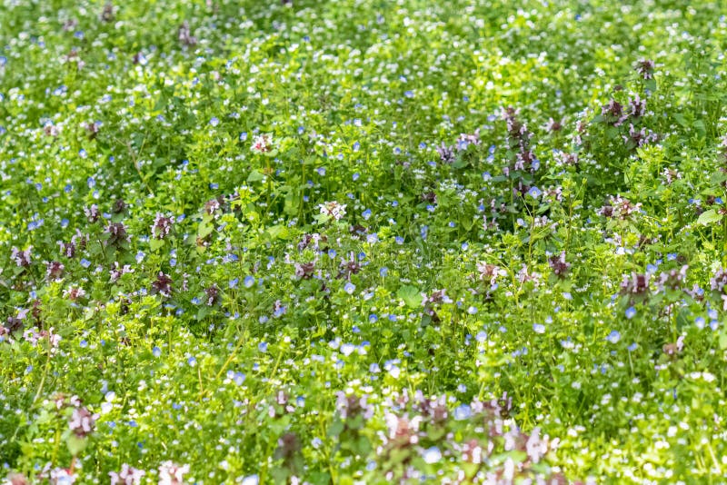 Small White Flowers Growing In Forest. Wildflowers In Summer. Stock Photo,  Picture and Royalty Free Image. Image 60230537.