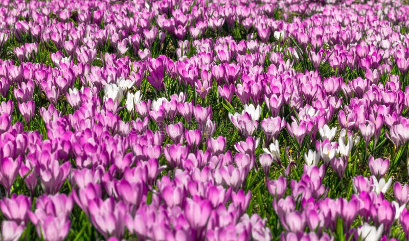 Meadow of pink and white crocus flowers royalty free stock photography Meadow of pink and white crocus flowers royalty free stock photography