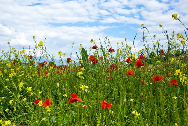 Meadow with poppys