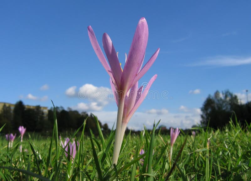 Meadow saffron stock image. Image of plant, magenta, field 486705