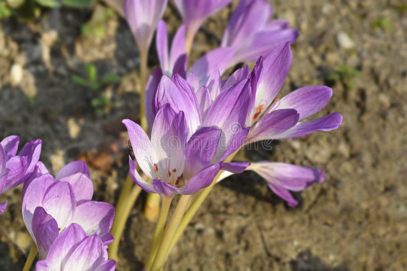 Meadow saffron the Giant stock photo. Image of meadow 261147152