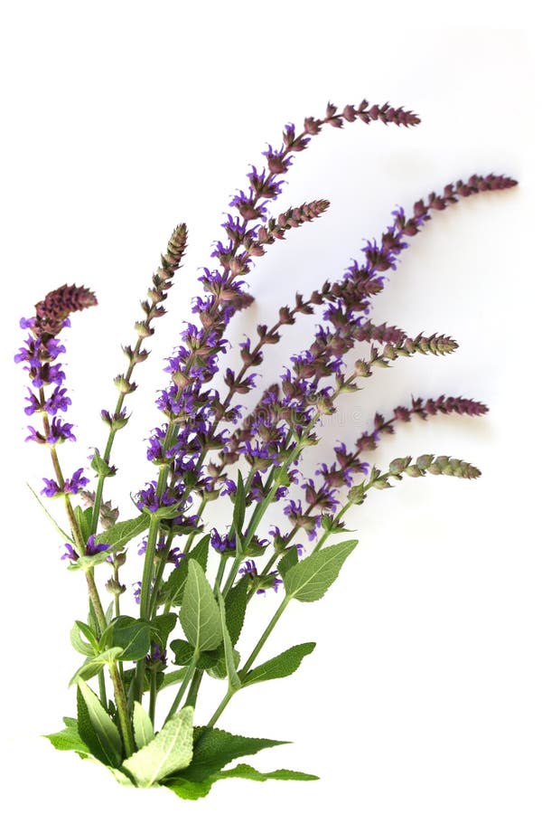 Meadow Sage stock photos