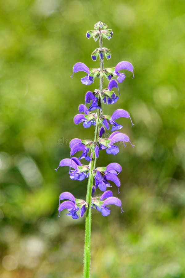 Meadow sage flower royalty free stock photography