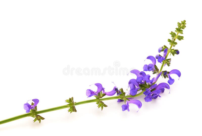 Meadow sage flowers stock photos