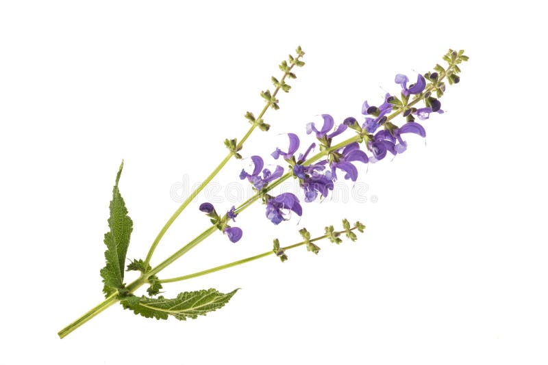 Meadow sage stock image