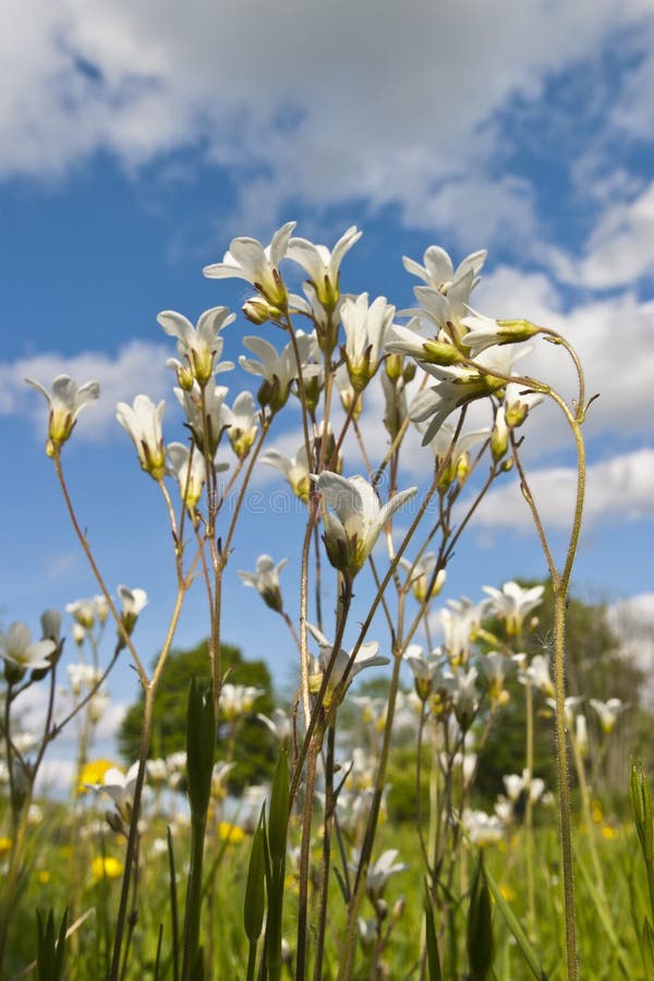 Meadow Saxifrage