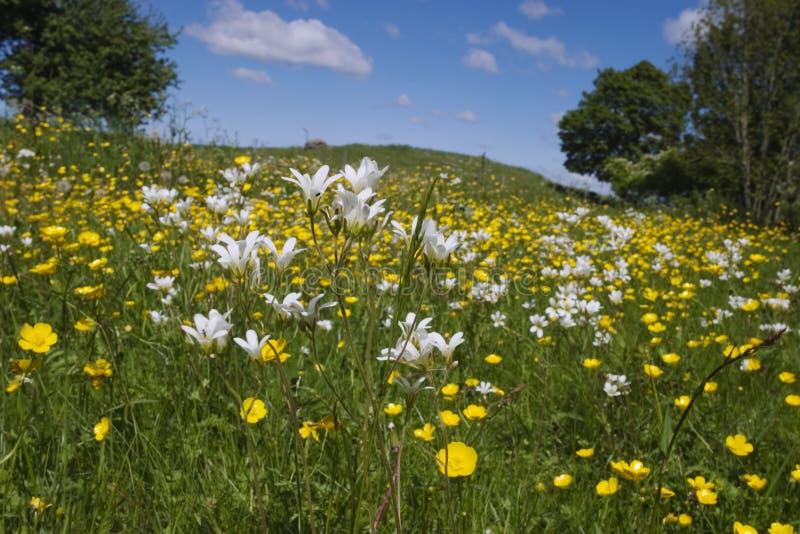 Meadow saxifrage